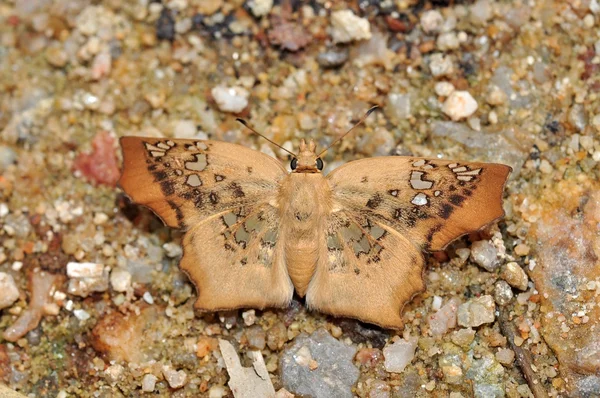 Bruine vlinder — Stockfoto