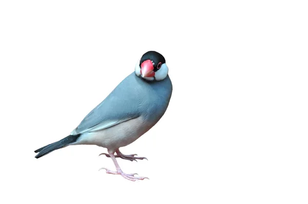 Java sparrow fågel — Stockfoto