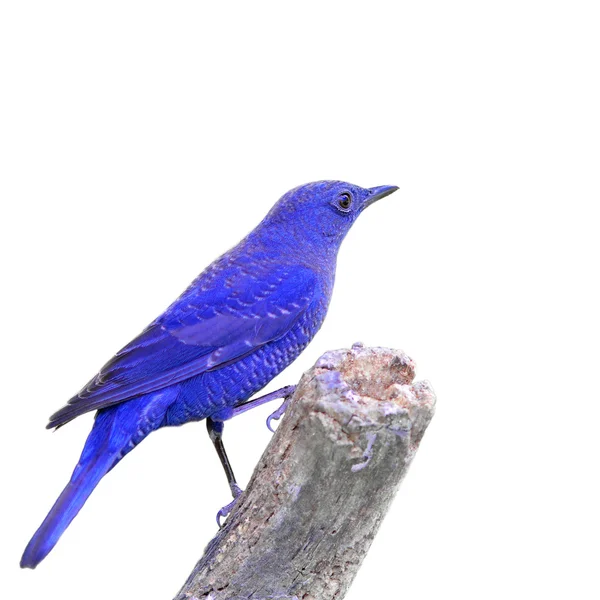 Oiseau bleu — Photo
