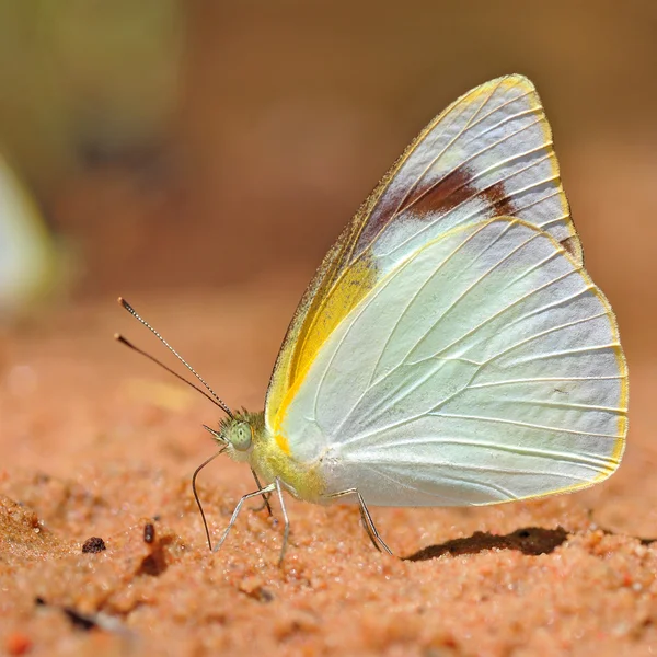 Biały motyl — Zdjęcie stockowe