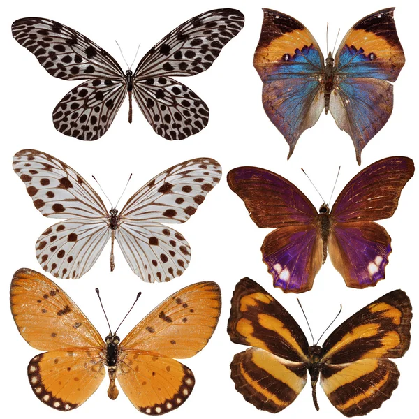 Vlinder-collectie — Stockfoto