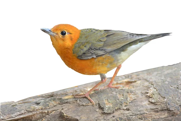 Orange-headed trast fågel — Stockfoto