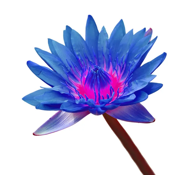 Blå och rosa lotusblomma — Stockfoto