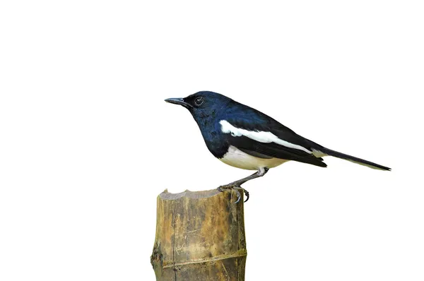 Ptak Sroka — Zdjęcie stockowe