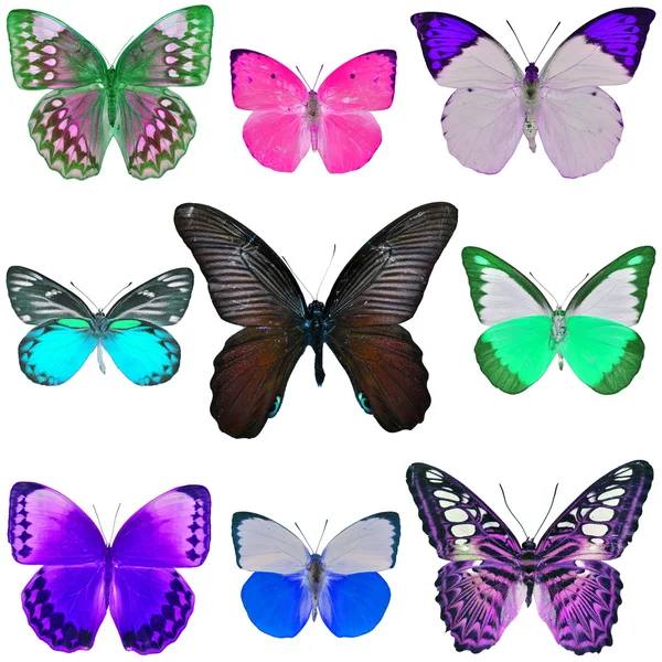 Sammlung farbiger Schmetterlinge — Stockfoto