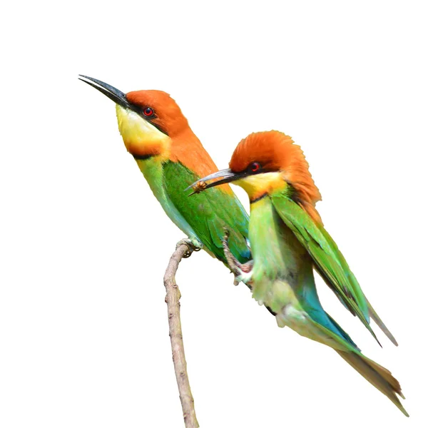 Bee eater Bird — Stock Photo, Image