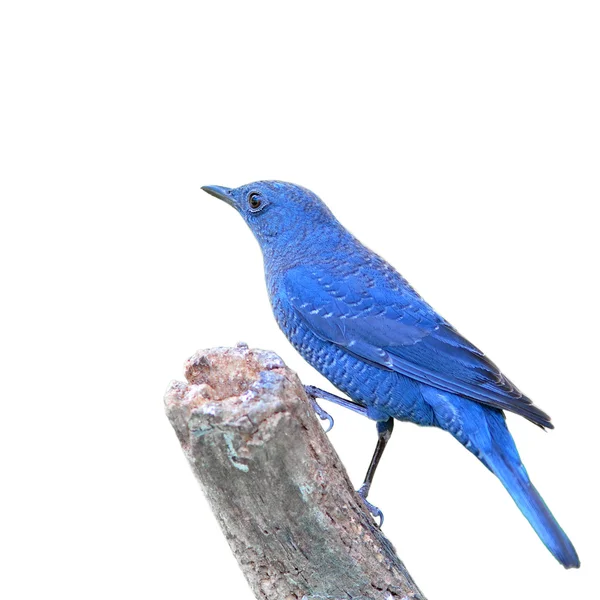 Grive rocheuse bleue oiseau — Photo