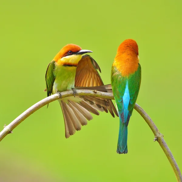 Bee eater ptak — Zdjęcie stockowe