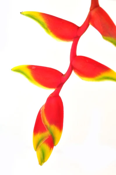 Tropical heliconia flower — Stock Photo, Image