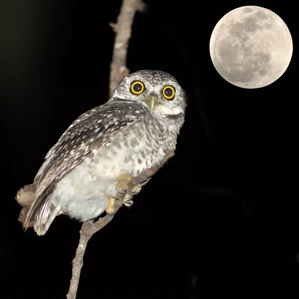 Eulenvogel — Stockfoto