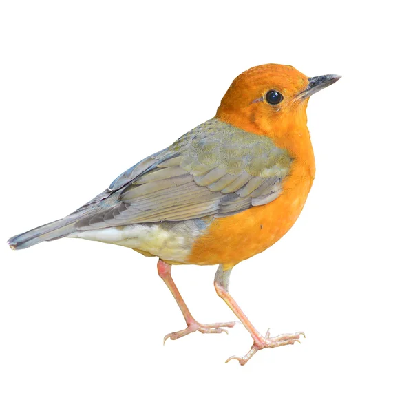 Orange-headed trast fågel — Stockfoto