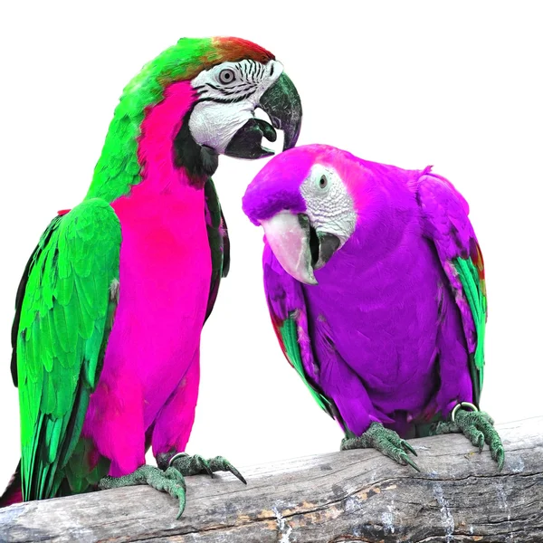 Barevný papoušek — Stock fotografie