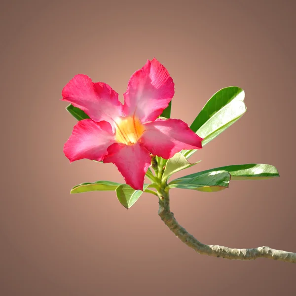 Impala lily flower — Stock Photo, Image