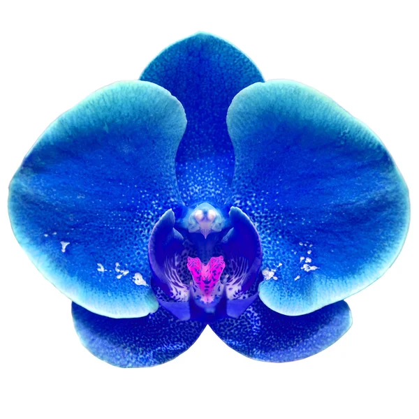 Orquídea azul — Fotografia de Stock