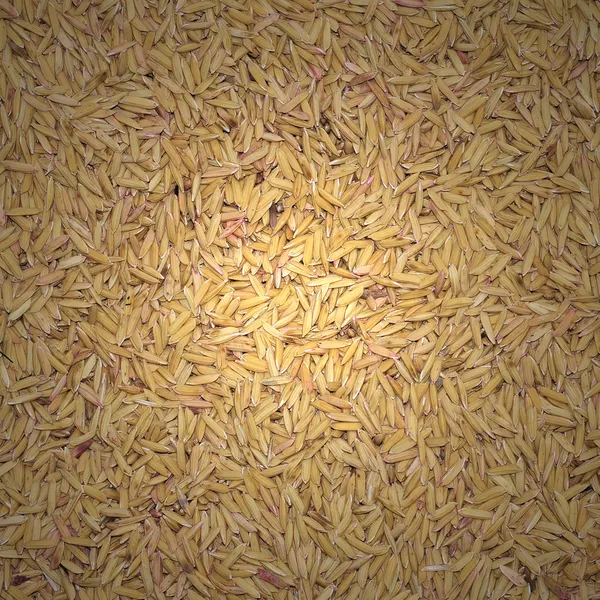 Obearbetade ris — Stockfoto