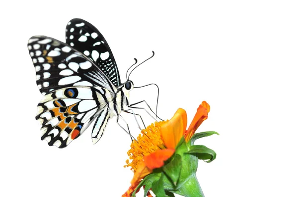 Lime butterfly on sunflower — Stock Photo, Image