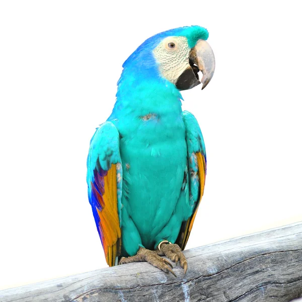 Macaw — Stock Photo, Image