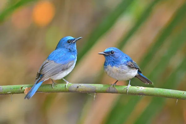 Moucherolle bleu de Hainan oiseau — Photo