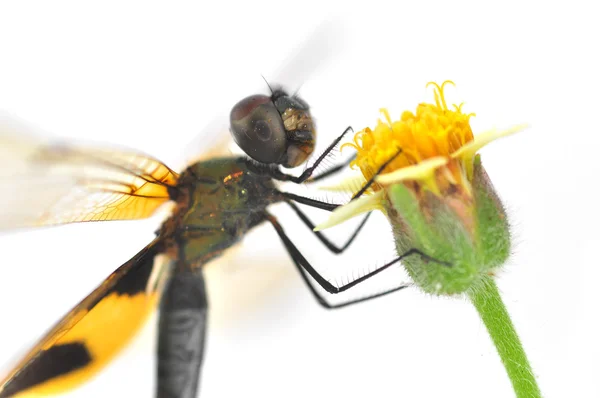 Dragonfly — Stock Photo, Image