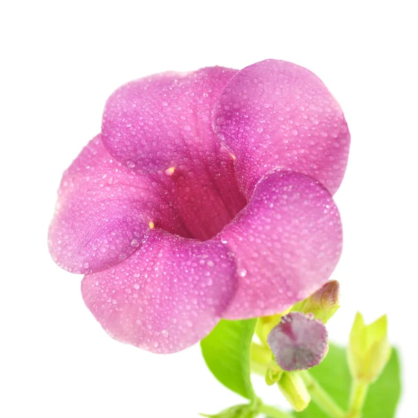 Paarse bloem — Stockfoto
