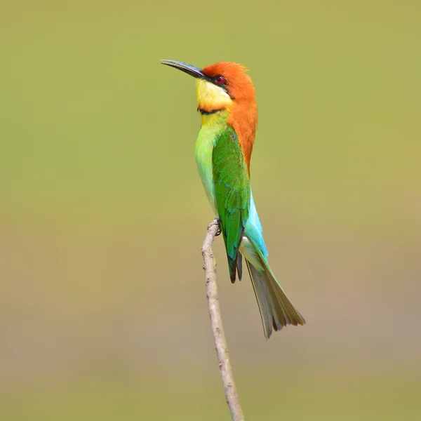 Bee Eater Bird — стоковое фото