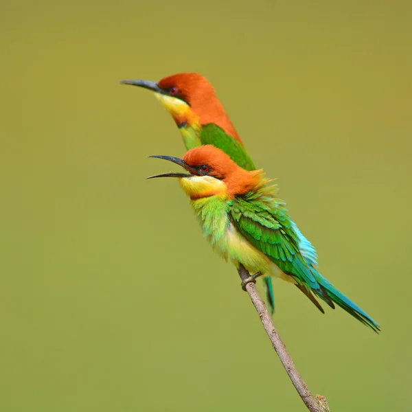 Bee eater ptak — Zdjęcie stockowe