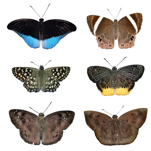 Coleção de borboletas — Fotografia de Stock