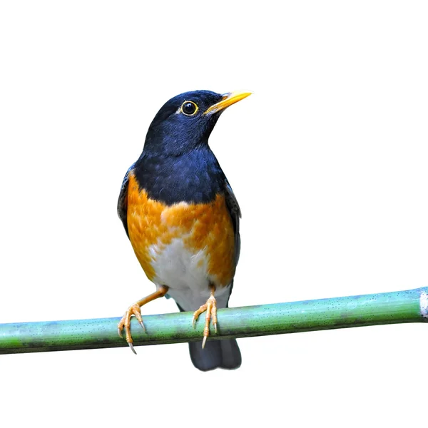 Black-breasted Thrush Bird — Stock Photo, Image