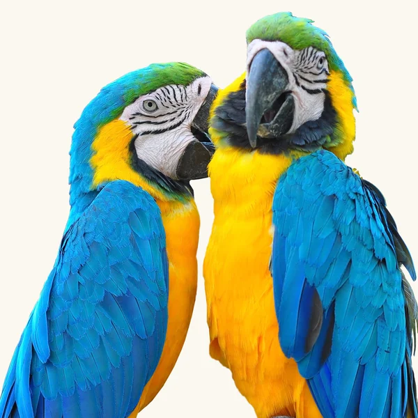 Macaw love bird — Stock Photo, Image