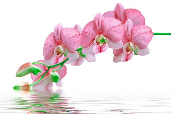 Fiori orchidee rosse — Foto Stock