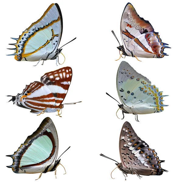 Butterfly Collection — Stockfoto