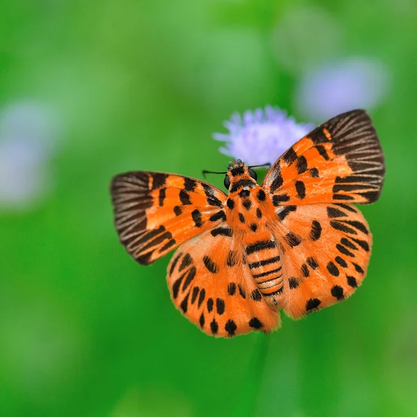 橙色的蝴蝶 — 图库照片