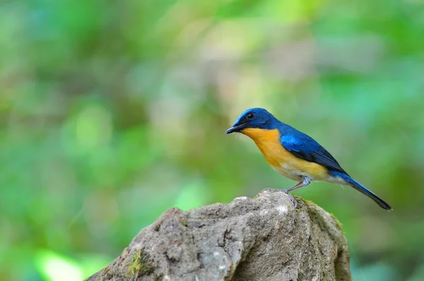 Heuvel blauwe vliegenvanger vogel — Stockfoto