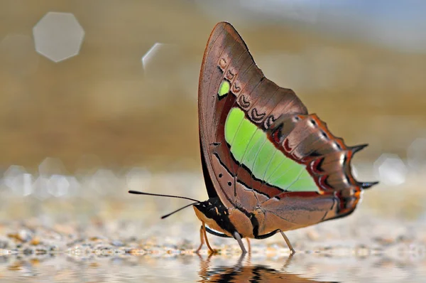 Fréquent papillon Nawab — Photo
