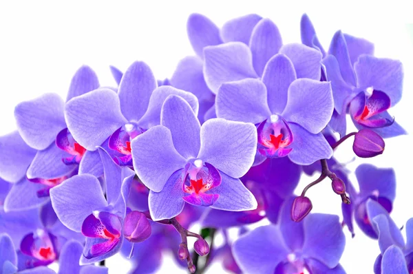 Purple orchid — Stock Photo, Image