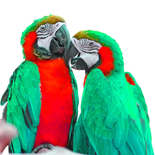 Macaw — Stock Photo, Image