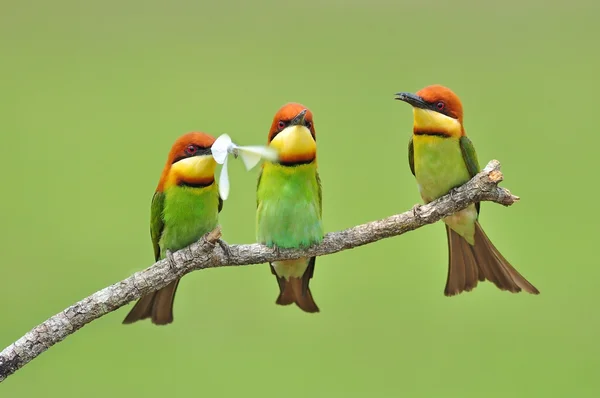 Bee-eater Bird — Stock Photo, Image