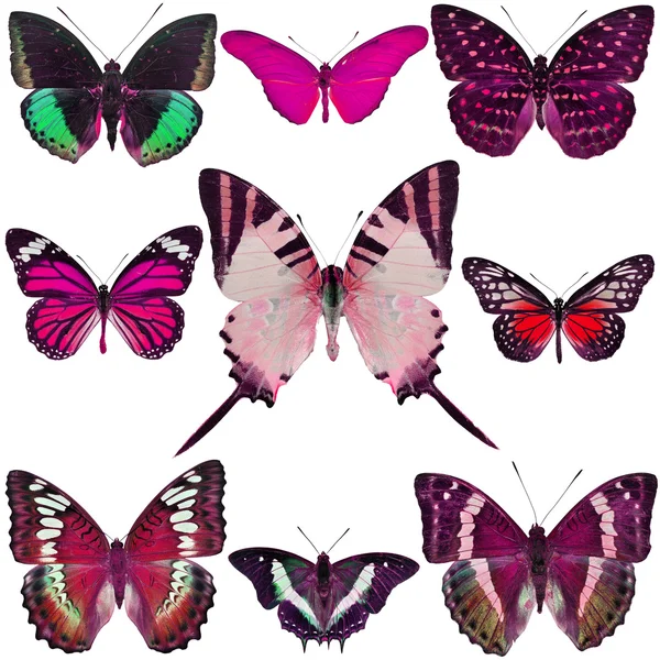 Butterfly Collection — Stock Photo, Image
