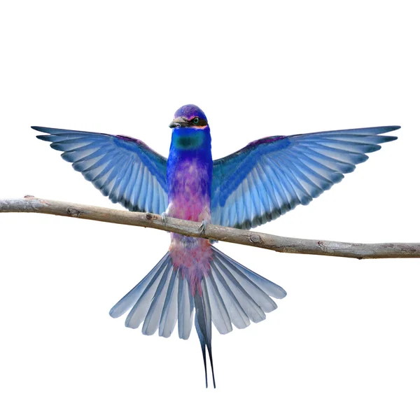 Colorful Bird — Stock Photo, Image