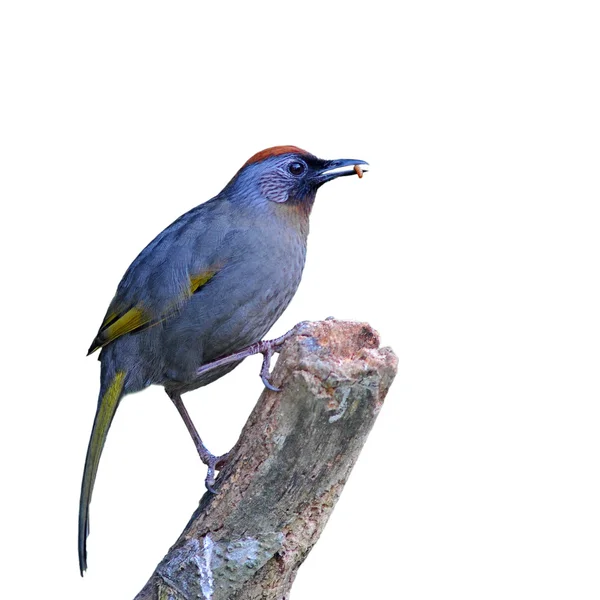 Uccello tordo ridente dalla corona di castagno — Foto Stock