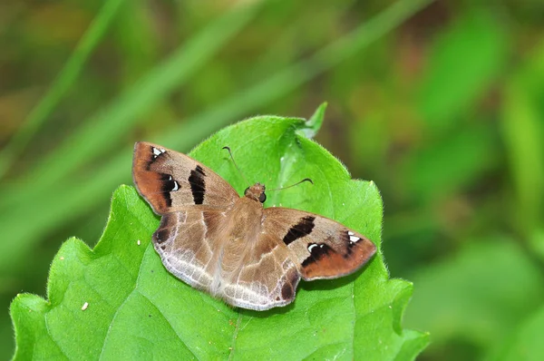 Fluture brun — Fotografie, imagine de stoc