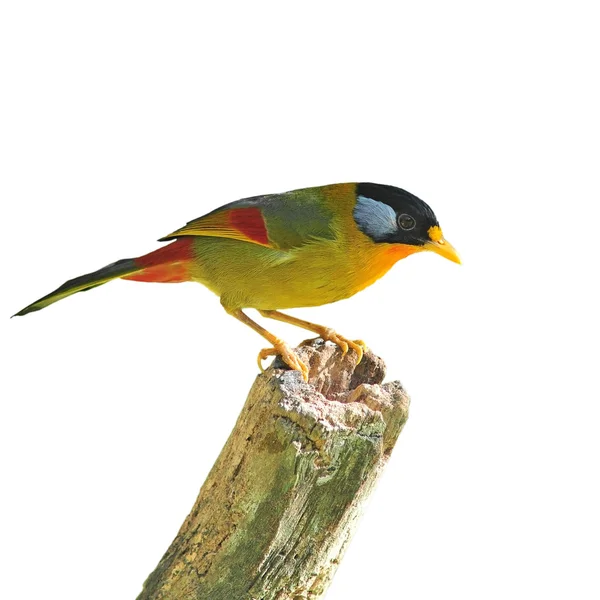 Pássaro amarelo — Fotografia de Stock