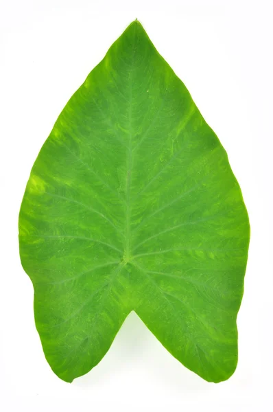 Green leaf — Stock Photo, Image