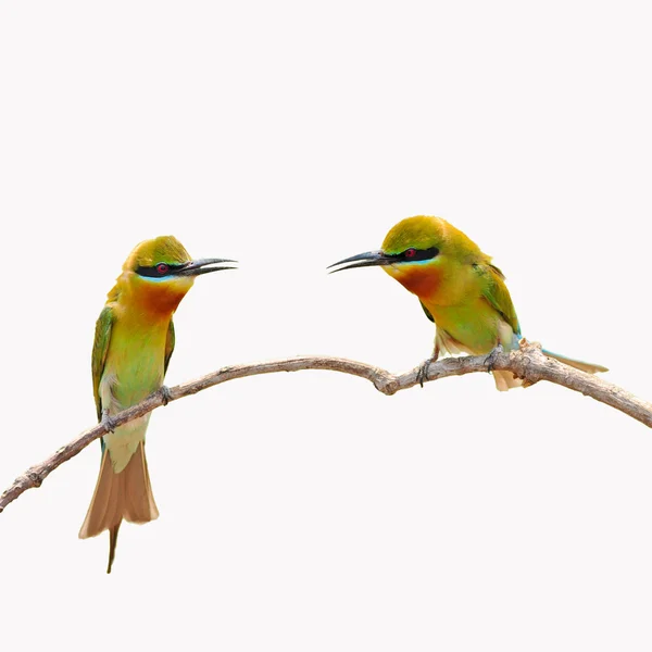 Blue-tailed Bee-eater bird — Stock Photo, Image