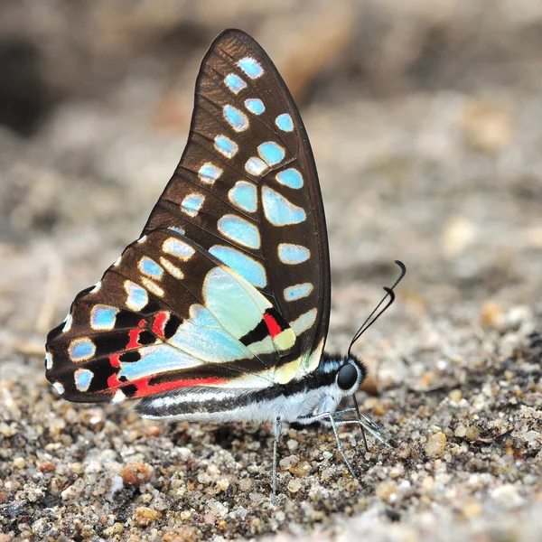 Färgglad fjäril — Stockfoto