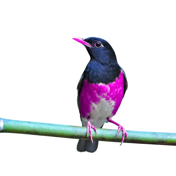 Barevné pták — Stock fotografie