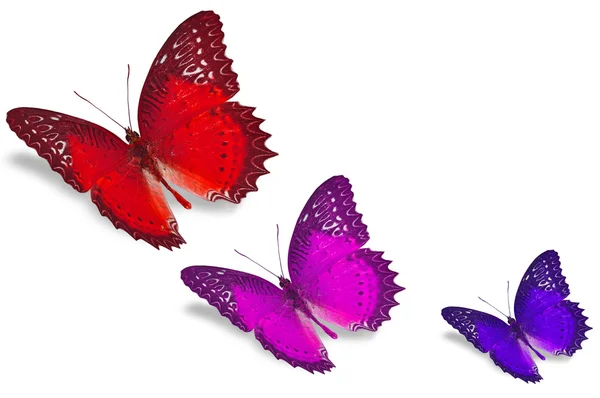 Barevné motýly — Stock fotografie