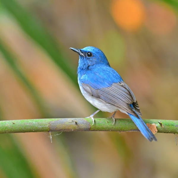 Hainan Blue Flycatcher pássaro — Fotografia de Stock