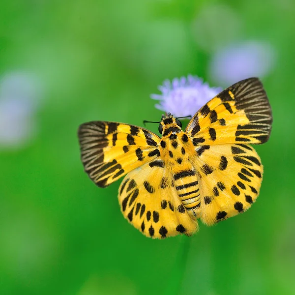 Zigzag Flat Butterfly — Stock Photo, Image