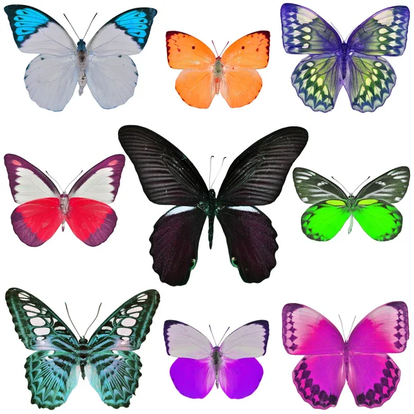 Collection of colored butterflies — Zdjęcie stockowe